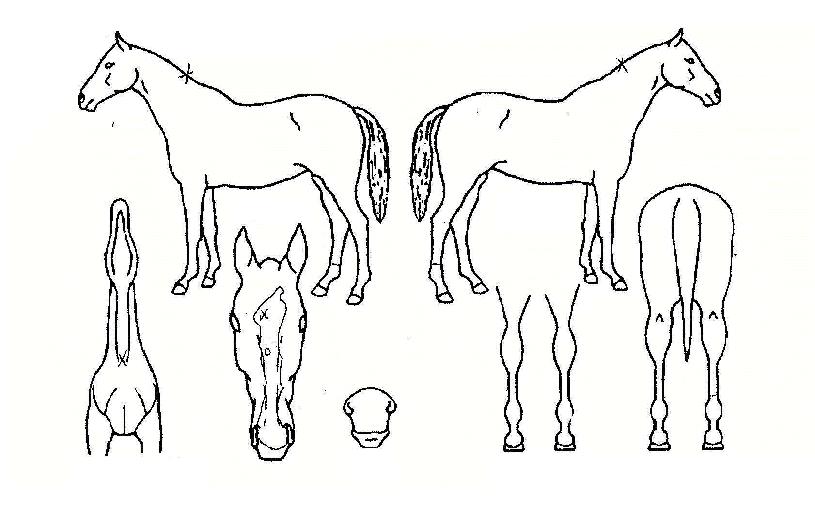 µ¹Ç³Ã³·³ÀÇ Ãø¸é,¿ì¸é,µÞ¸é,µÎ»ó,´Ù¸®ÀÇ Æ¯Â¡µµÇØ