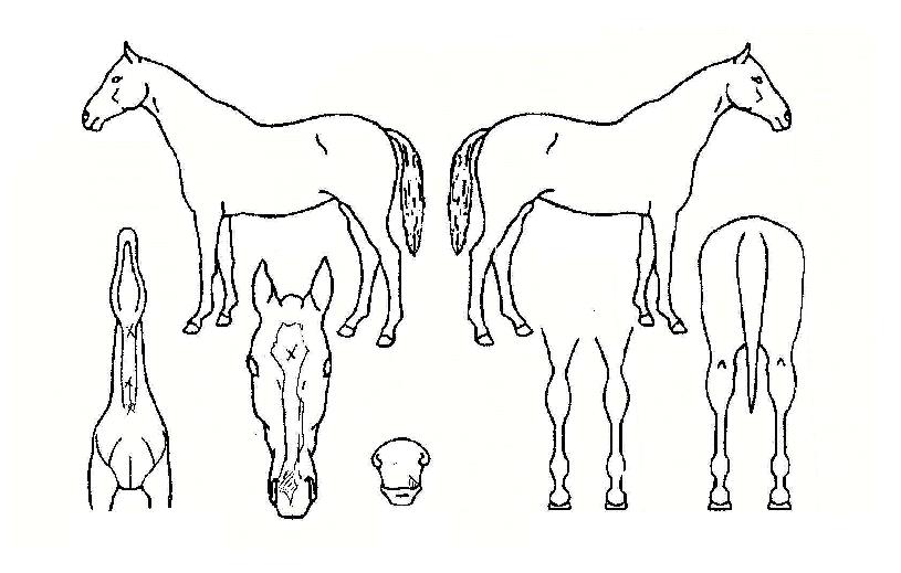 ��ī�̴����� ����,���,�޸�,�λ�,�ٸ��� Ư¡����