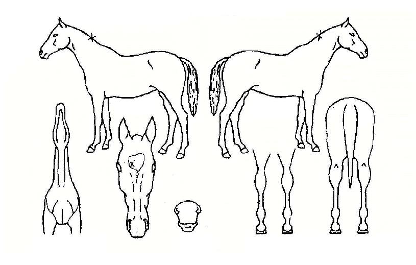 À£Ä¸¸íǰÀÇ Ãø¸é,¿ì¸é,µÞ¸é,µÎ»ó,´Ù¸®ÀÇ Æ¯Â¡µµÇØ