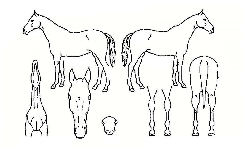 ÅëÁ¦»çÀÇ Ãø¸é,¿ì¸é,µÞ¸é,µÎ»ó,´Ù¸®ÀÇ Æ¯Â¡µµÇØ