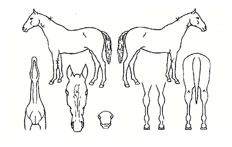 ¶ó½ºÆ®Æ÷ƼÀÇ Ãø¸é,¿ì¸é,µÞ¸é,µÎ»ó,´Ù¸®ÀÇ Æ¯Â¡µµÇØ