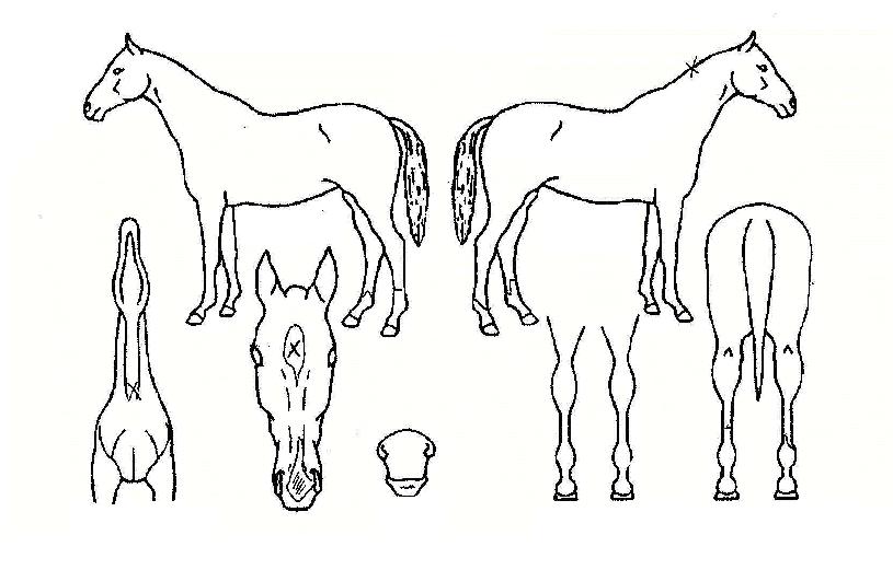 Ç÷¡±×½ÊÀÇ Ãø¸é,¿ì¸é,µÞ¸é,µÎ»ó,´Ù¸®ÀÇ Æ¯Â¡µµÇØ