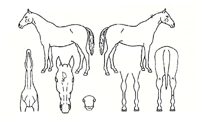 ����ڸ��� ����,���,�޸�,�λ�,�ٸ��� Ư¡����