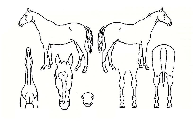 ¹Ù´ÙÆøÇ³ÀÇ Ãø¸é,¿ì¸é,µÞ¸é,µÎ»ó,´Ù¸®ÀÇ Æ¯Â¡µµÇØ