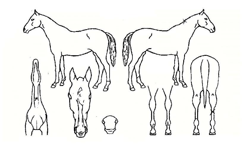 ۸ÇÀÇ Ãø¸é,¿ì¸é,µÞ¸é,µÎ»ó,´Ù¸®ÀÇ Æ¯Â¡µµÇØ