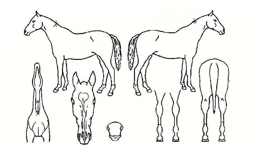 ¼º½ÇÃÖ°ÀÇ Ãø¸é,¿ì¸é,µÞ¸é,µÎ»ó,´Ù¸®ÀÇ Æ¯Â¡µµÇØ