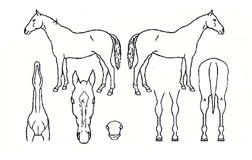 ������� ����,���,�޸�,�λ�,�ٸ��� Ư¡����