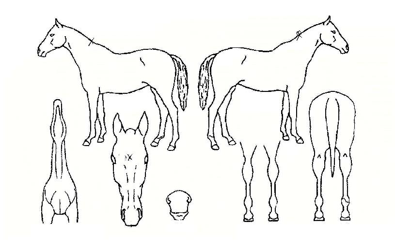 ´ÃǪ¸¥Çâ±âÀÇ Ãø¸é,¿ì¸é,µÞ¸é,µÎ»ó,´Ù¸®ÀÇ Æ¯Â¡µµÇØ