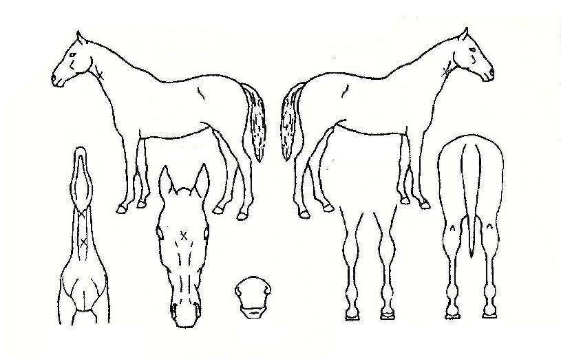 ½ºÀ®ÀÌÁöÀÚ¸¶ÀÇ Ãø¸é,¿ì¸é,µÞ¸é,µÎ»ó,´Ù¸®ÀÇ Æ¯Â¡µµÇØ