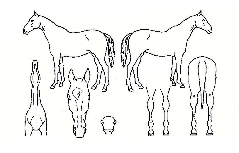 ��ŵ�ش���ũ�ڸ��� ����,���,�޸�,�λ�,�ٸ��� Ư¡����