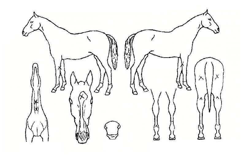 ����ص�äƮ�ڸ��� ����,���,�޸�,�λ�,�ٸ��� Ư¡����