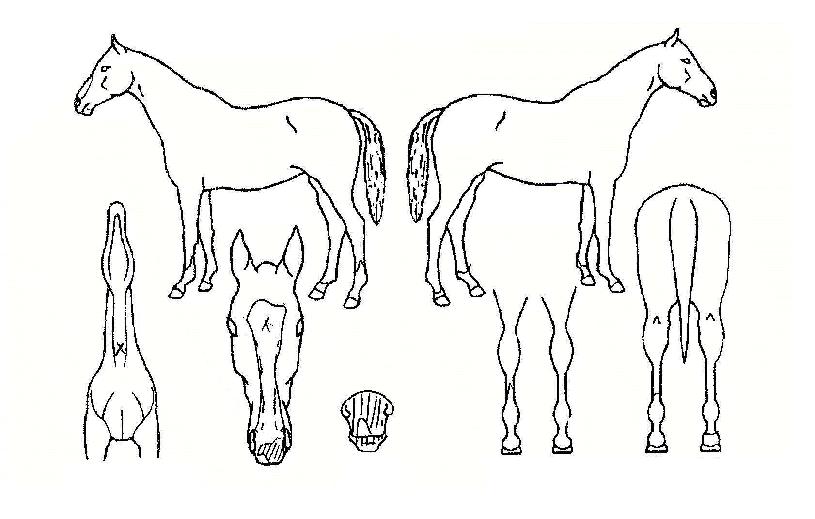 ȯ»ó¿¬ÃâÀÇ Ãø¸é,¿ì¸é,µÞ¸é,µÎ»ó,´Ù¸®ÀÇ Æ¯Â¡µµÇØ