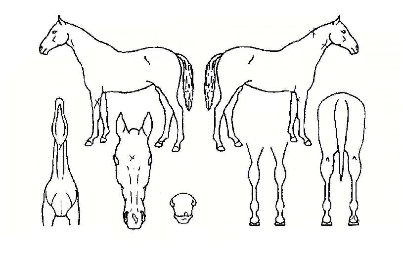 ±Û·Î¹ú·ÎÁîÀÇ Ãø¸é,¿ì¸é,µÞ¸é,µÎ»ó,´Ù¸®ÀÇ Æ¯Â¡µµÇØ