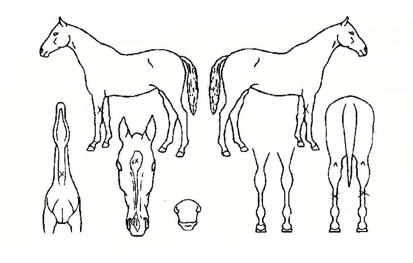 »÷µå·¹À̵ðÀÇ Ãø¸é,¿ì¸é,µÞ¸é,µÎ»ó,´Ù¸®ÀÇ Æ¯Â¡µµÇØ