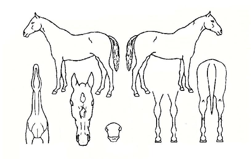 �������� ����,���,�޸�,�λ�,�ٸ��� Ư¡����