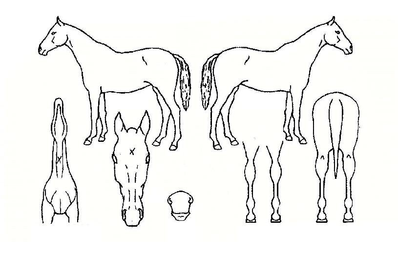 �ҷθ�ũ�� ����,���,�޸�,�λ�,�ٸ��� Ư¡����