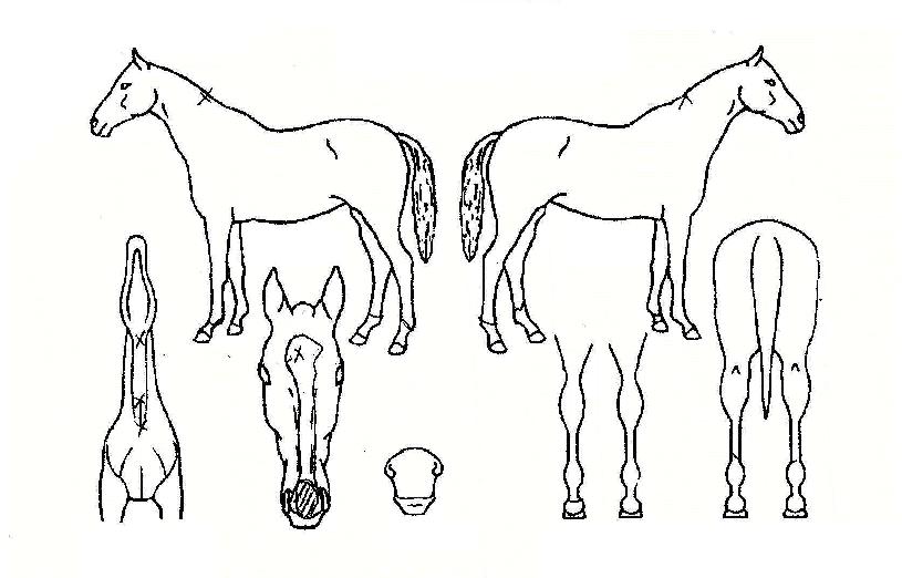 ��õ��ũ�� ����,���,�޸�,�λ�,�ٸ��� Ư¡����