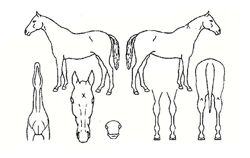 �÷�Ÿ�� ����,���,�޸�,�λ�,�ٸ��� Ư¡����