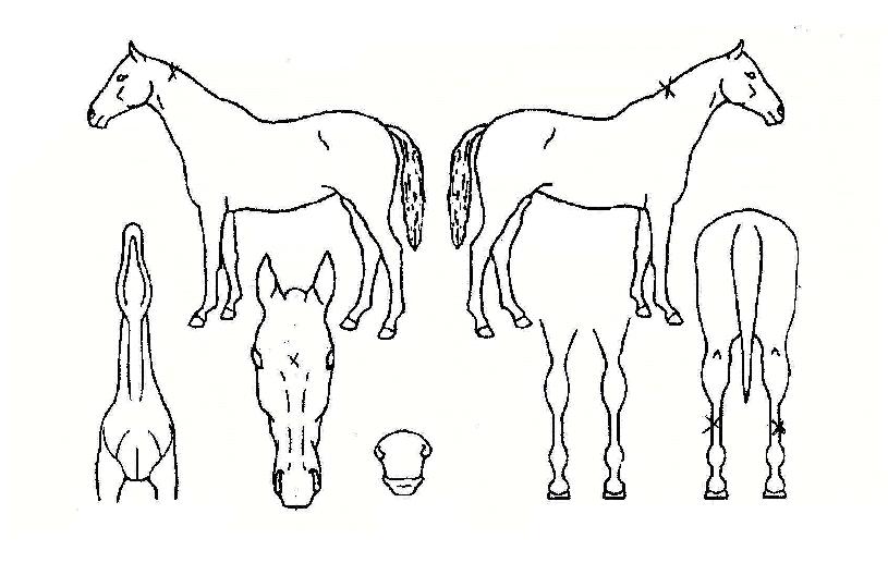 ������Ŭ������ ����,���,�޸�,�λ�,�ٸ��� Ư¡����