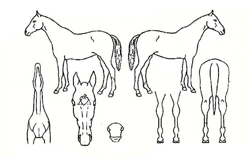 ÀÎõ¶óÀÌÆ®ÀÇ Ãø¸é,¿ì¸é,µÞ¸é,µÎ»ó,´Ù¸®ÀÇ Æ¯Â¡µµÇØ