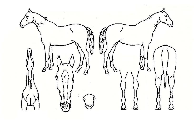 �ٴ��� ����,���,�޸�,�λ�,�ٸ��� Ư¡����