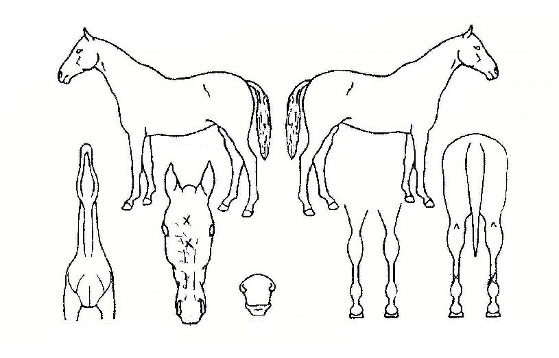 �ٺ��� ����,���,�޸�,�λ�,�ٸ��� Ư¡����