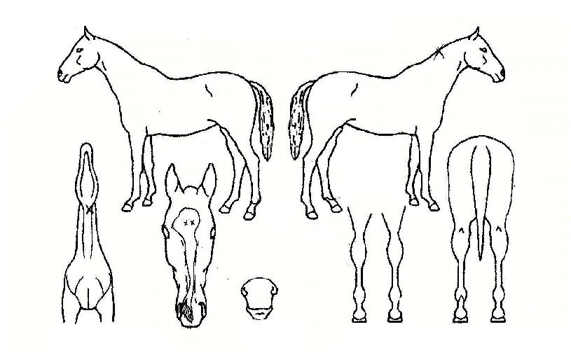 ������ž�� ����,���,�޸�,�λ�,�ٸ��� Ư¡����