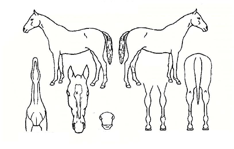 ����è���� ����,���,�޸�,�λ�,�ٸ��� Ư¡����