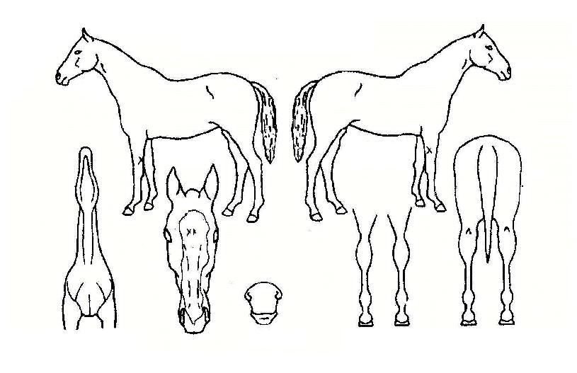 ¿ë¼ö¸®ÀÇ Ãø¸é,¿ì¸é,µÞ¸é,µÎ»ó,´Ù¸®ÀÇ Æ¯Â¡µµÇØ