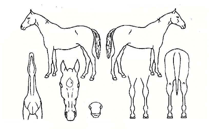 ��õ�Ǻ��� ����,���,�޸�,�λ�,�ٸ��� Ư¡����