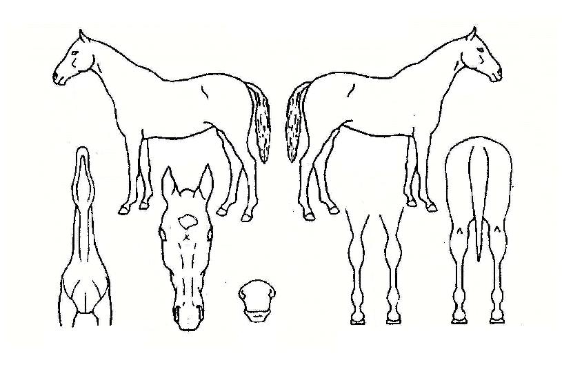 ½Â½ÂÇʽÂÀÇ Ãø¸é,¿ì¸é,µÞ¸é,µÎ»ó,´Ù¸®ÀÇ Æ¯Â¡µµÇØ