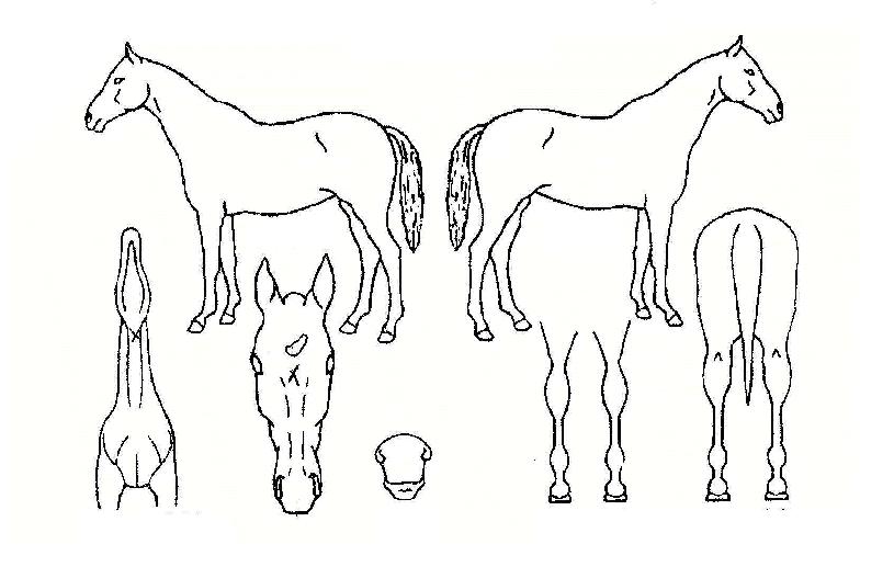 �����ڸ��� ����,���,�޸�,�λ�,�ٸ��� Ư¡����