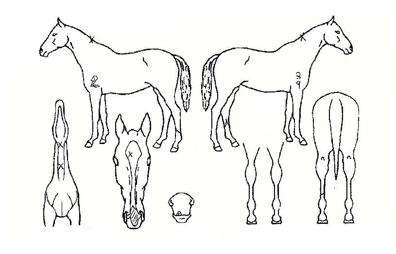 ��õ������ ����,���,�޸�,�λ�,�ٸ��� Ư¡����