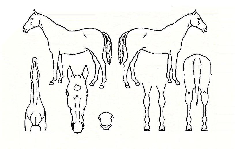 �������� ����,���,�޸�,�λ�,�ٸ��� Ư¡����