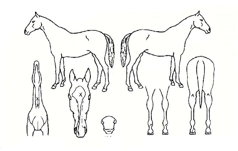 ¼¾´ëÇ¥ÀÇ Ãø¸é,¿ì¸é,µÞ¸é,µÎ»ó,´Ù¸®ÀÇ Æ¯Â¡µµÇØ