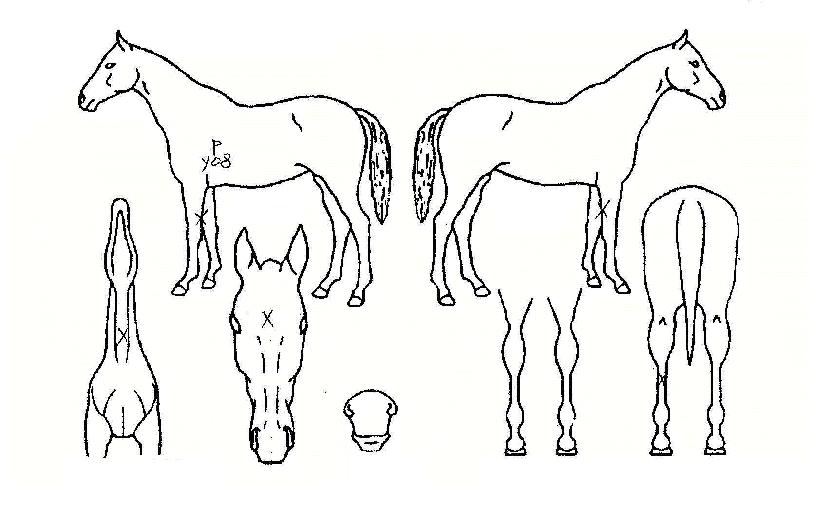 ºÒ¸ê½ÅÈÀÇ Ãø¸é,¿ì¸é,µÞ¸é,µÎ»ó,´Ù¸®ÀÇ Æ¯Â¡µµÇØ