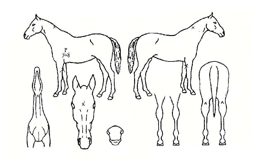 ºòÅ丮´í¼ÀÇ Ãø¸é,¿ì¸é,µÞ¸é,µÎ»ó,´Ù¸®ÀÇ Æ¯Â¡µµÇØ