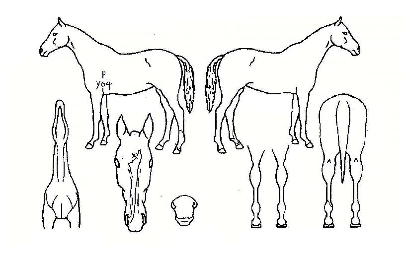 �շ��帲�� ����,���,�޸�,�λ�,�ٸ��� Ư¡����