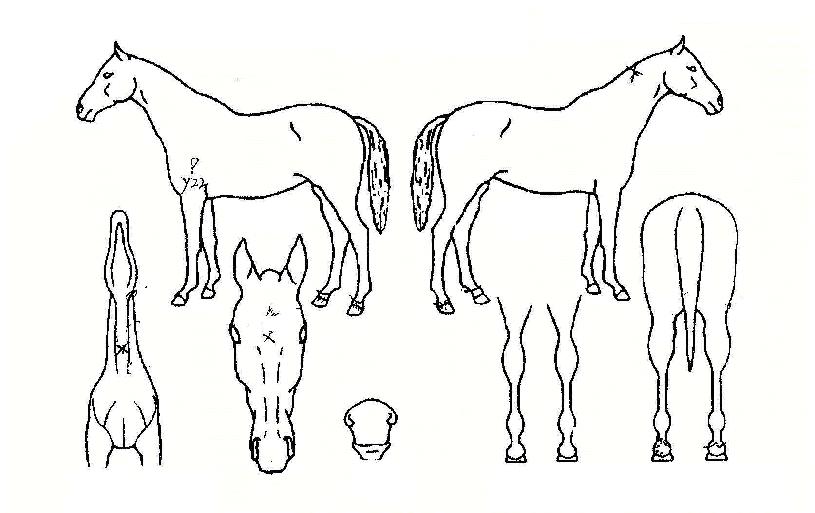 õ������� ����,���,�޸�,�λ�,�ٸ��� Ư¡����