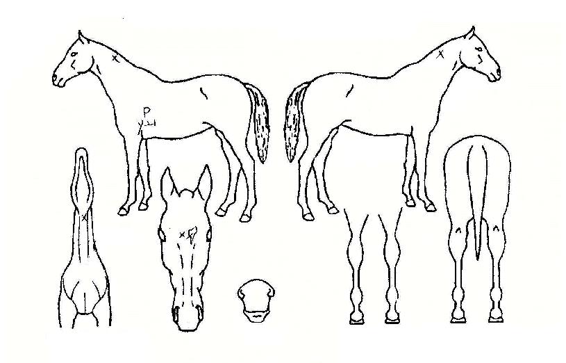 ���̿������̺��ڸ��� ����,���,�޸�,�λ�,�ٸ��� Ư¡����