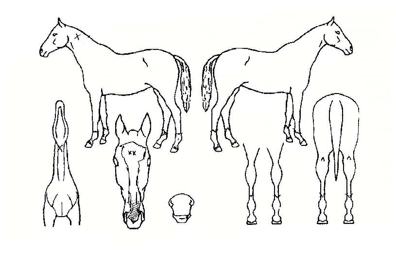 °¡À»ÆíÁöÀÇ Ãø¸é,¿ì¸é,µÞ¸é,µÎ»ó,´Ù¸®ÀÇ Æ¯Â¡µµÇØ