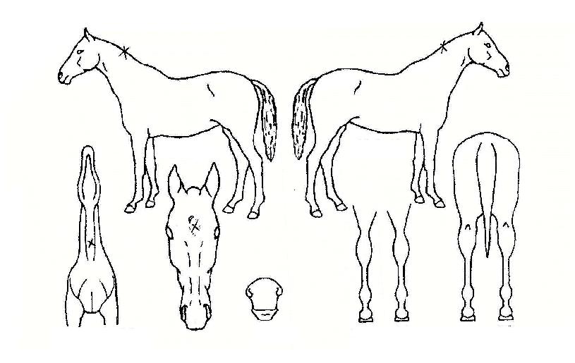 ¿¡µðÅÍÁîÆÄƼÀÚ¸¶ÀÇ Ãø¸é,¿ì¸é,µÞ¸é,µÎ»ó,´Ù¸®ÀÇ Æ¯Â¡µµÇØ