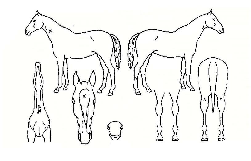 ���̾���� ����,���,�޸�,�λ�,�ٸ��� Ư¡����