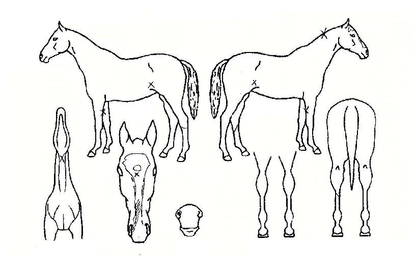 ����Ʈ�� ����,���,�޸�,�λ�,�ٸ��� Ư¡����