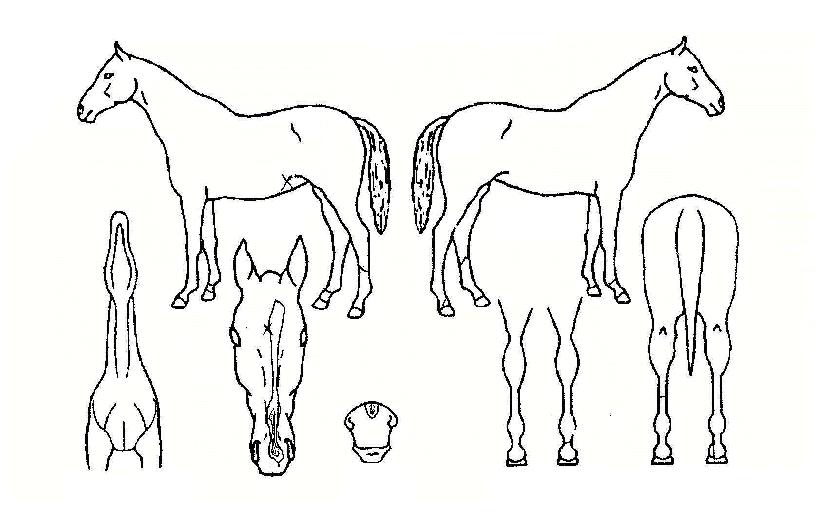 ��ȣ�屺�� ����,���,�޸�,�λ�,�ٸ��� Ư¡����