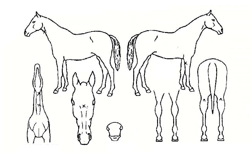 �����Ǻ��� ����,���,�޸�,�λ�,�ٸ��� Ư¡����