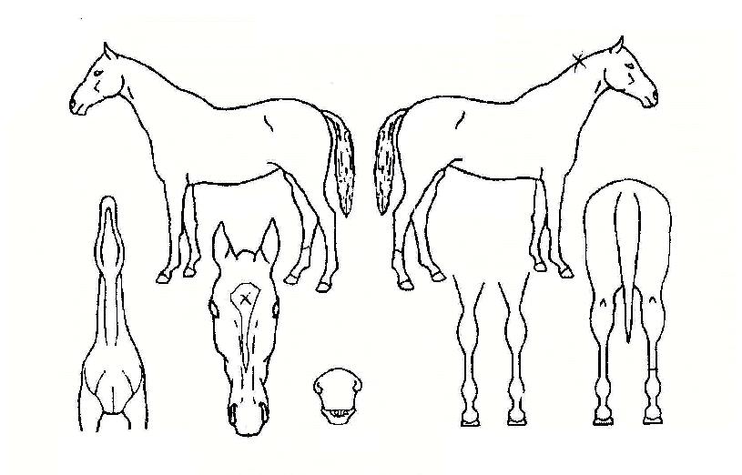 ��ũ������ ����,���,�޸�,�λ�,�ٸ��� Ư¡����