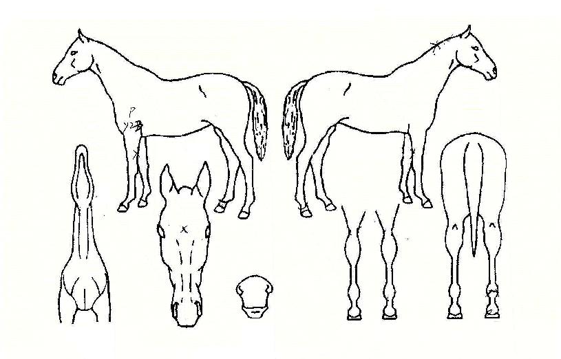 ���� ����,���,�޸�,�λ�,�ٸ��� Ư¡����