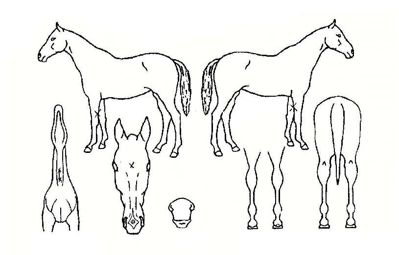 Ä¡¾î½ºÀÇ Ãø¸é,¿ì¸é,µÞ¸é,µÎ»ó,´Ù¸®ÀÇ Æ¯Â¡µµÇØ