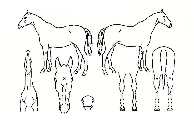 �����÷��ڸ��� ����,���,�޸�,�λ�,�ٸ��� Ư¡����